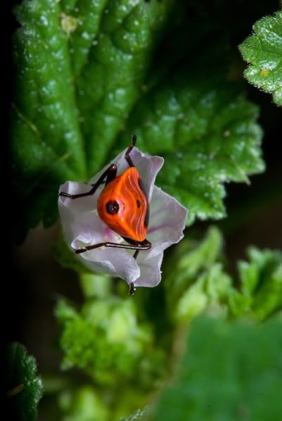 IMAGE: http://i170.photobucket.com/albums/u264/scot079/IMG_3997.jpg