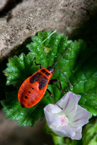 IMAGE: http://i170.photobucket.com/albums/u264/scot079/IMG_3999.jpg