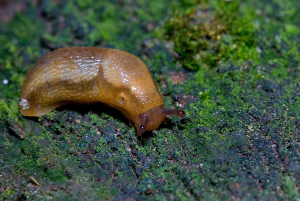 IMAGE: http://i170.photobucket.com/albums/u264/scot079/IMG_4056.jpg