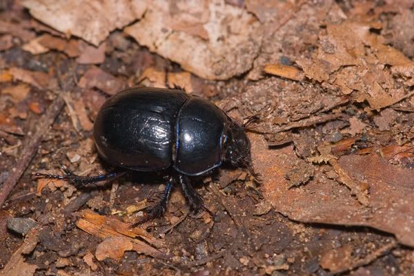 IMAGE: http://i170.photobucket.com/albums/u264/scot079/IMG_4057.jpg