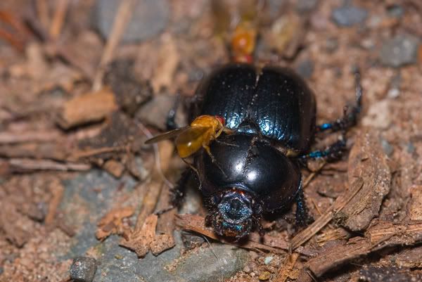 IMAGE: http://i170.photobucket.com/albums/u264/scot079/IMG_4065-2.jpg