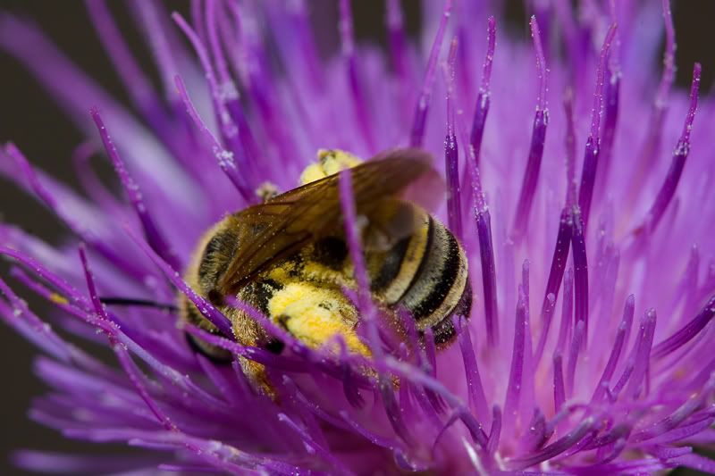 IMAGE: http://i170.photobucket.com/albums/u264/scot079/IMG_4113.jpg