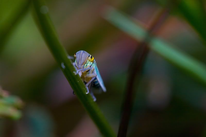 IMAGE: http://i170.photobucket.com/albums/u264/scot079/IMG_4115.jpg