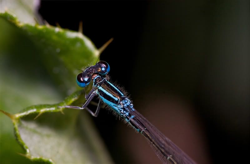 IMAGE: http://i170.photobucket.com/albums/u264/scot079/IMG_4143.jpg