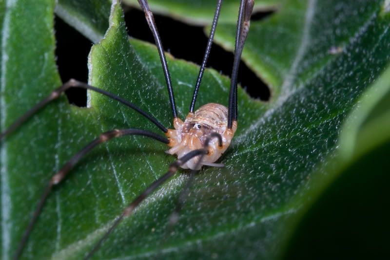 IMAGE: http://i170.photobucket.com/albums/u264/scot079/IMG_4172.jpg