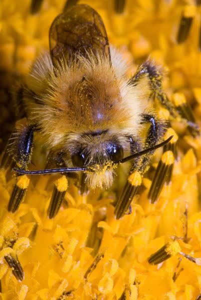 IMAGE: http://i170.photobucket.com/albums/u264/scot079/IMG_4179.jpg