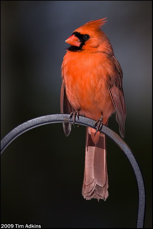 IMAGE: http://i170.photobucket.com/albums/u264/scot079/IMG_6993copy_1.jpg