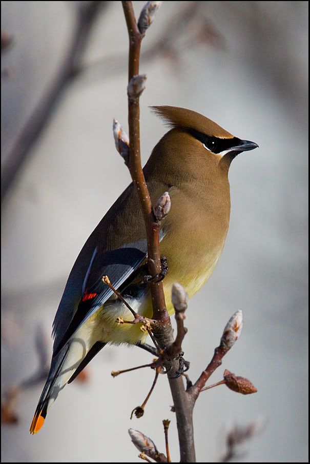 IMAGE: http://i170.photobucket.com/albums/u264/scot079/IMG_7180copy.jpg