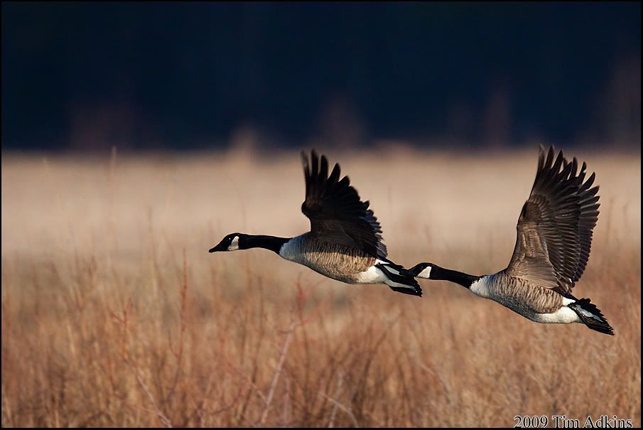 IMAGE: http://i170.photobucket.com/albums/u264/scot079/IMG_7422copy.jpg