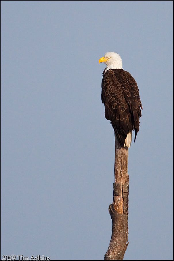 IMAGE: http://i170.photobucket.com/albums/u264/scot079/IMG_7451copy.jpg