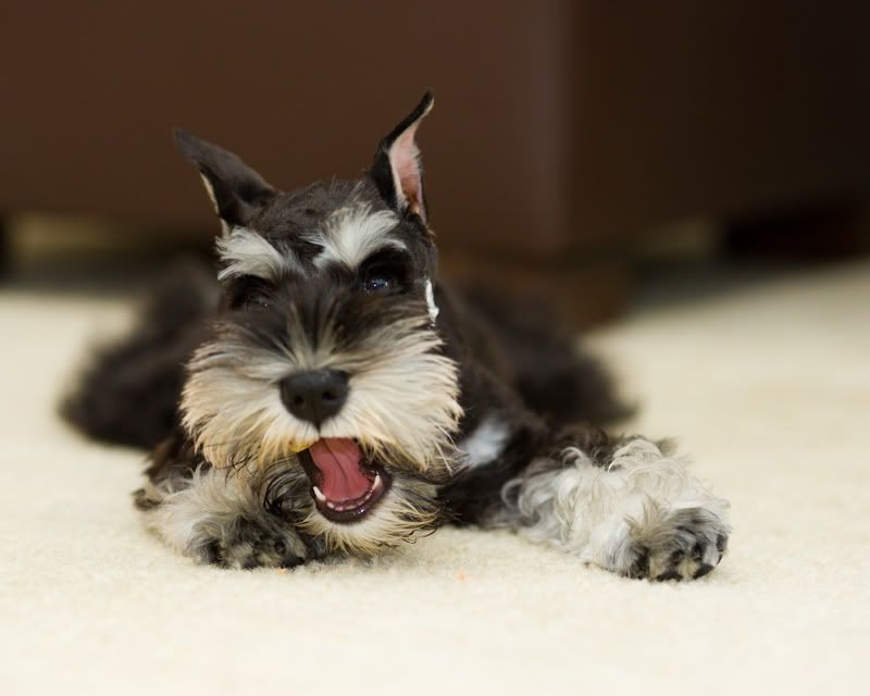 IMAGE: http://i170.photobucket.com/albums/u264/scot079/alfie2.jpg