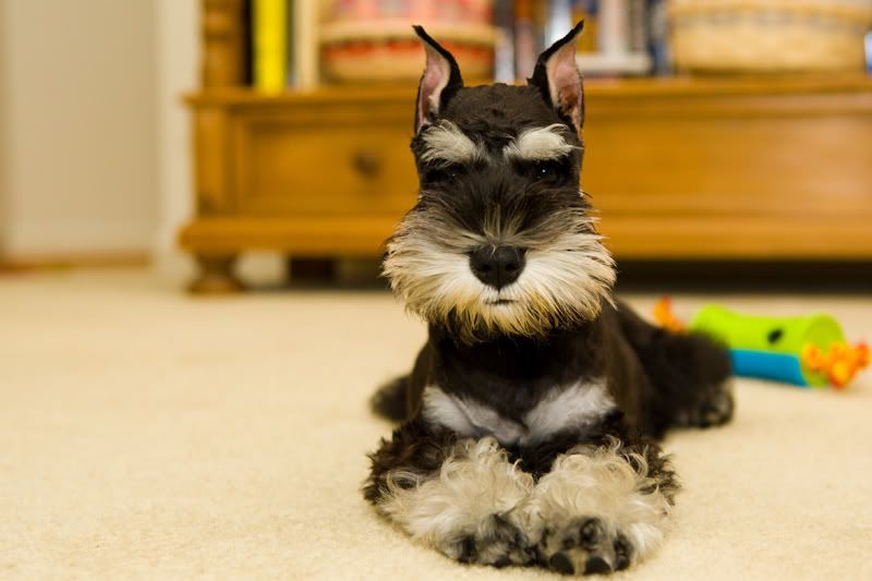 IMAGE: http://i170.photobucket.com/albums/u264/scot079/alfie4.jpg