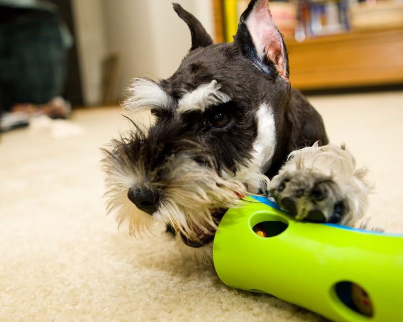 IMAGE: http://i170.photobucket.com/albums/u264/scot079/alfie5.jpg