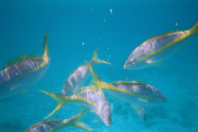 8-12CokiBeachYellowTailFish.jpg