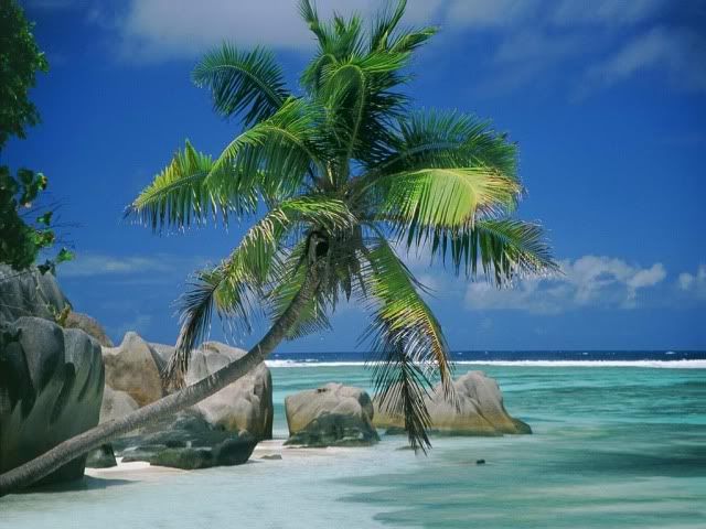 palm_tree_by_the_shore-1469.jpg
