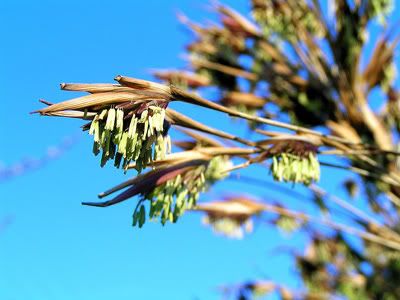 bamboo_flower.jpg