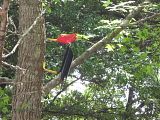 PVC Woodpecker in Tree photo IMG_3705.jpg