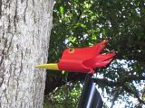 RED Headed Woodpecker photo IMG_4003.jpg