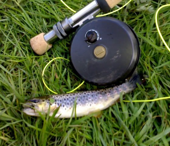 Browntrout2-4-08001.jpg