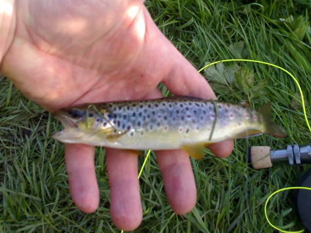 Browntrout2-4-08006-1.jpg