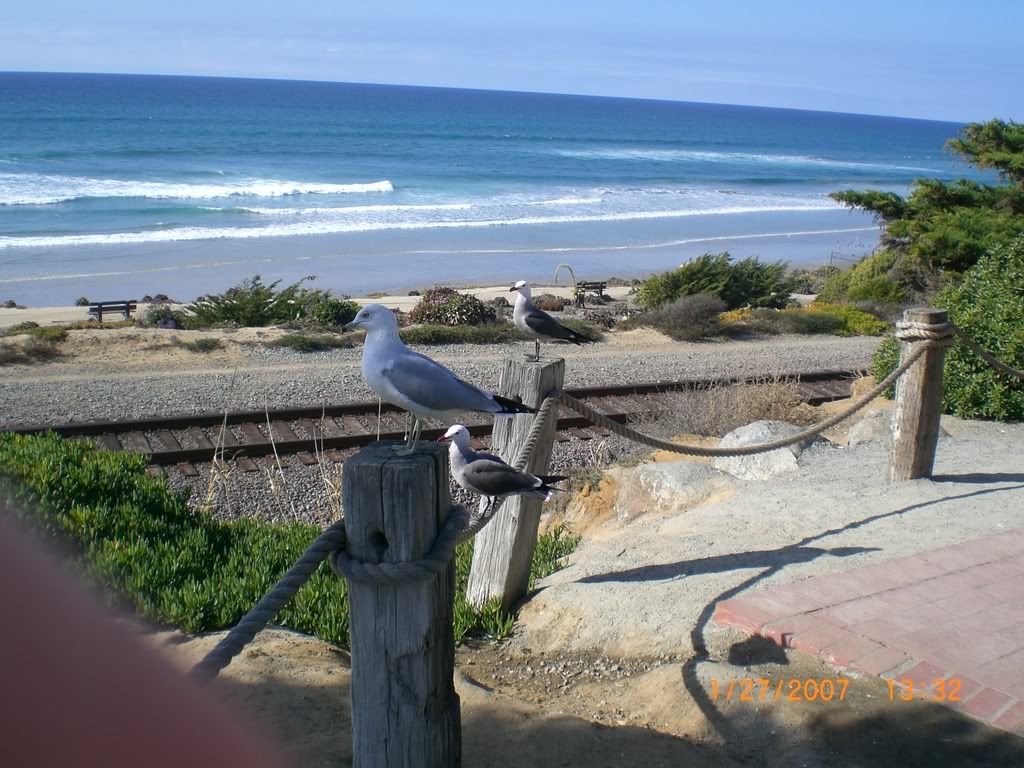 beach seagulls photo: Del Mar Beach, 2 CIMG0111.jpg