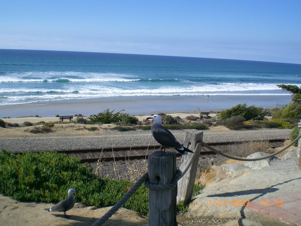 beach seagulls photo: Del Mar Beach, 3 CIMG0115.jpg