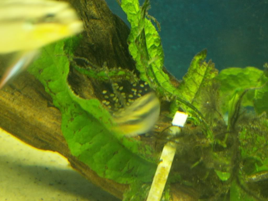 ptaeniatus2.jpg