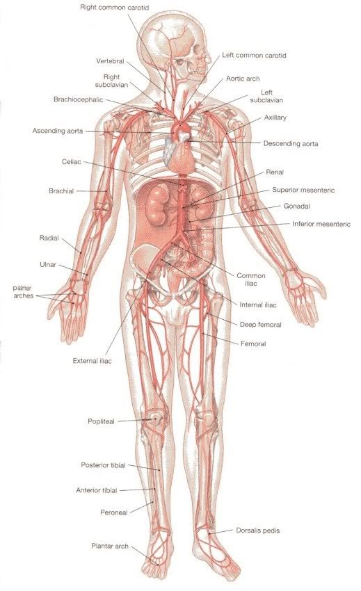 Anatomy Arteries