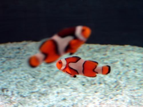 ClownfishNemo.jpg