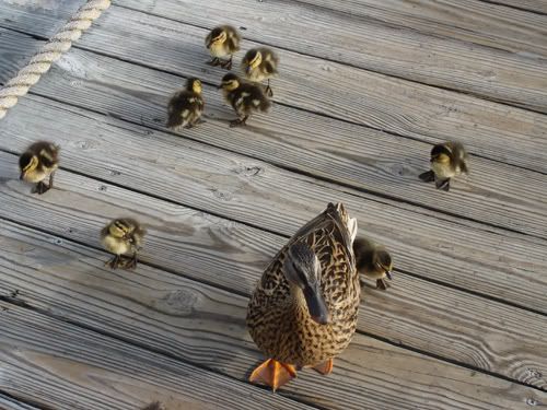 DucksonWLwalkwaytoboats.jpg