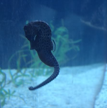 Seahorse.jpg