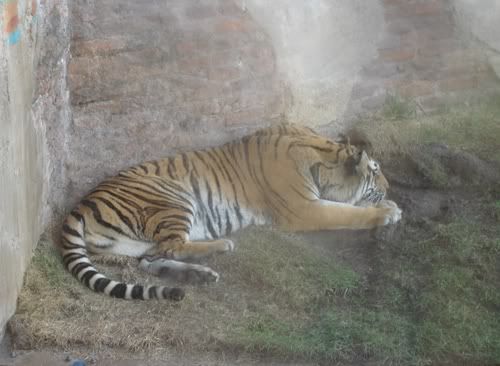 SleepingTigerclose-up-1.jpg