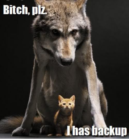 lolcatsbackup.jpg