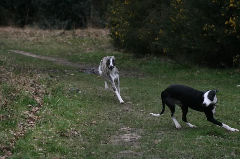 sonnybrindle6018.jpg