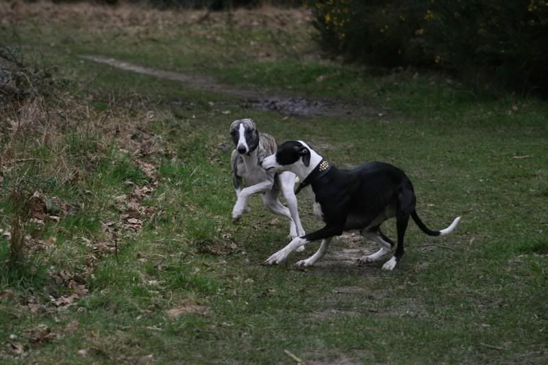 sonnybrindle6019.jpg