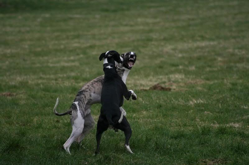 sonnybrindle6070.jpg