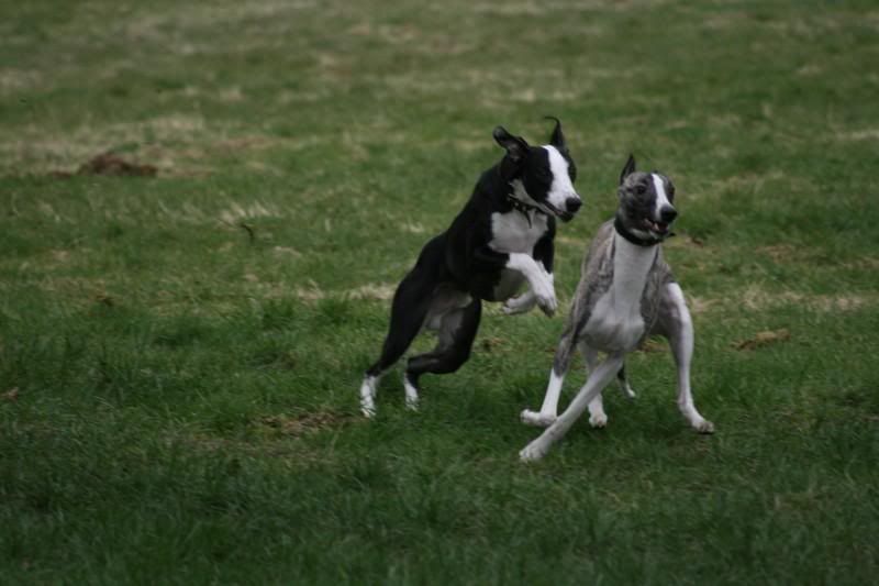 sonnybrindle6074.jpg