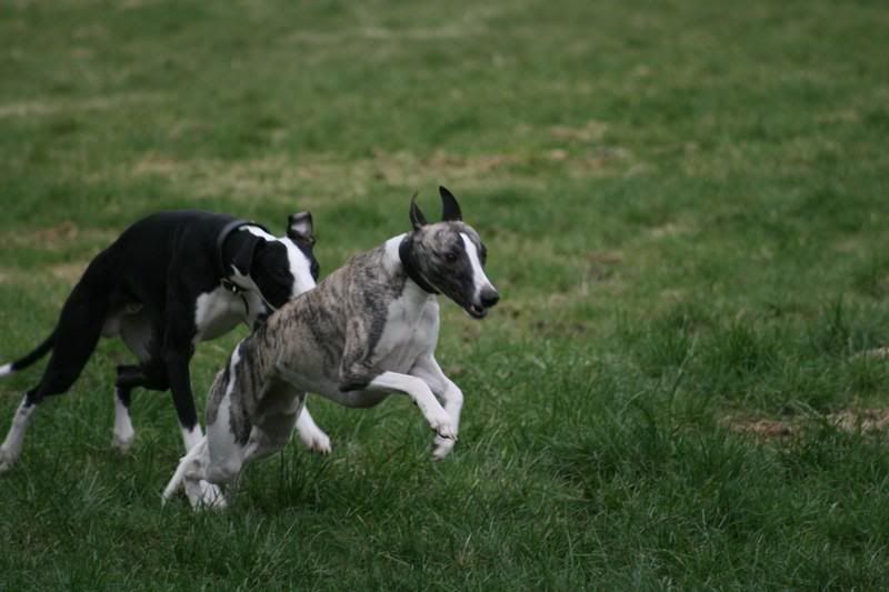 sonnybrindle6075.jpg