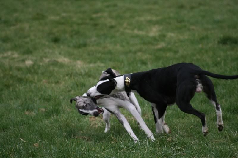 sonnybrindle6077.jpg