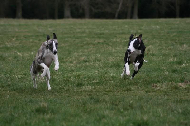 sonnybrindle6089.jpg