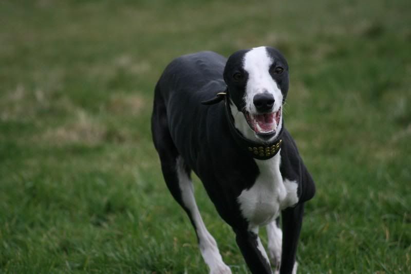 sonnybrindle6096.jpg