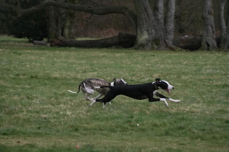 sonnybrindle6107.jpg