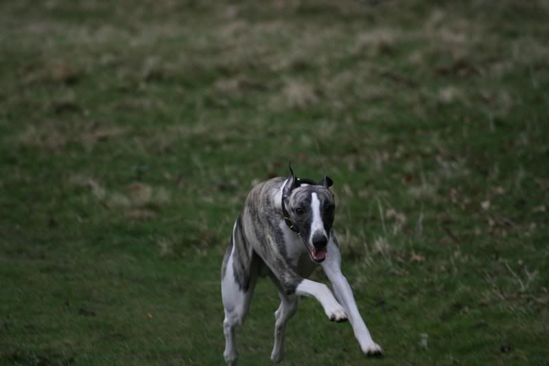 sonnybrindle6119.jpg