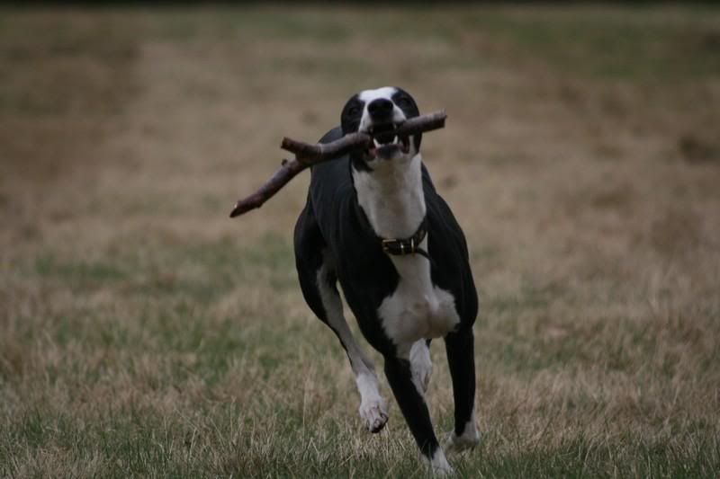 sonnybrindle6239.jpg