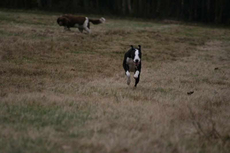 sonnybrindle6262.jpg