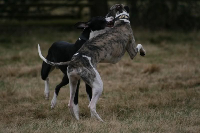 sonnybrindle6265.jpg