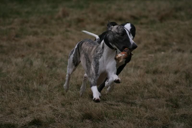 sonnybrindle6271.jpg