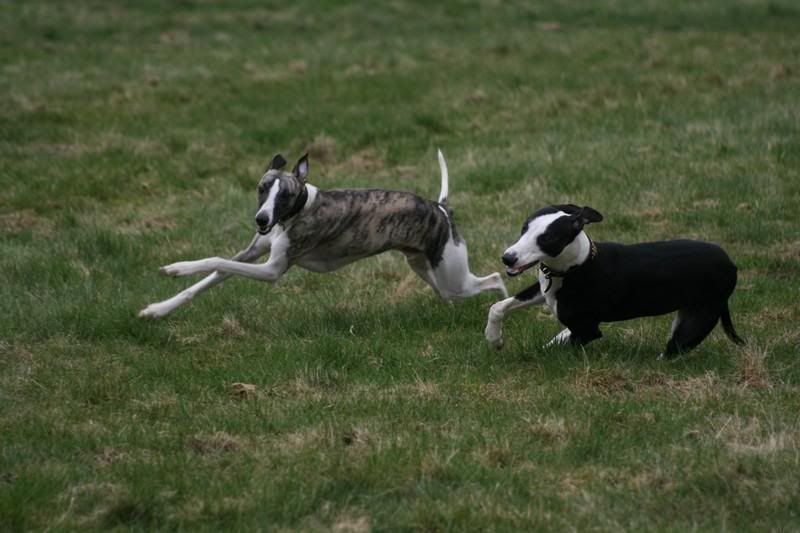 sonnybrindle6303.jpg