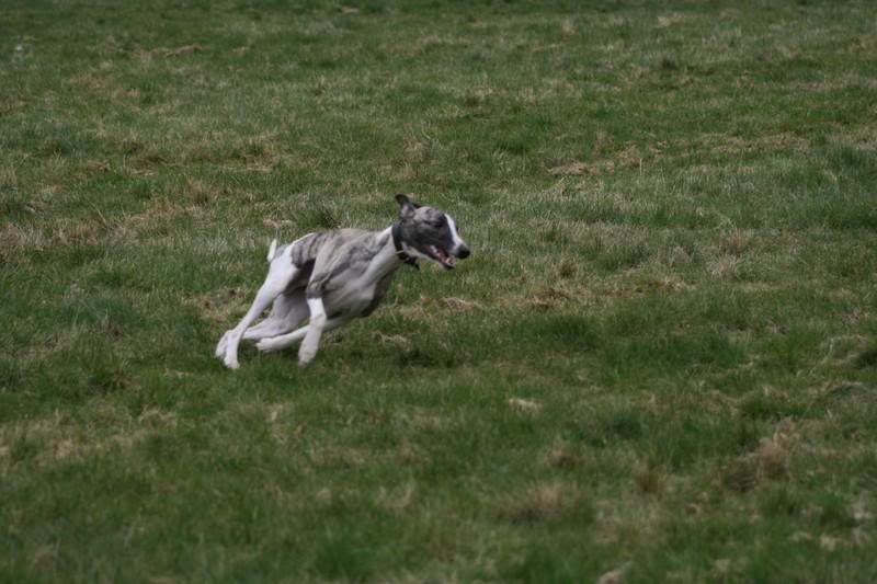 sonnybrindle6304.jpg