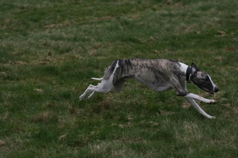 sonnybrindle6305.jpg